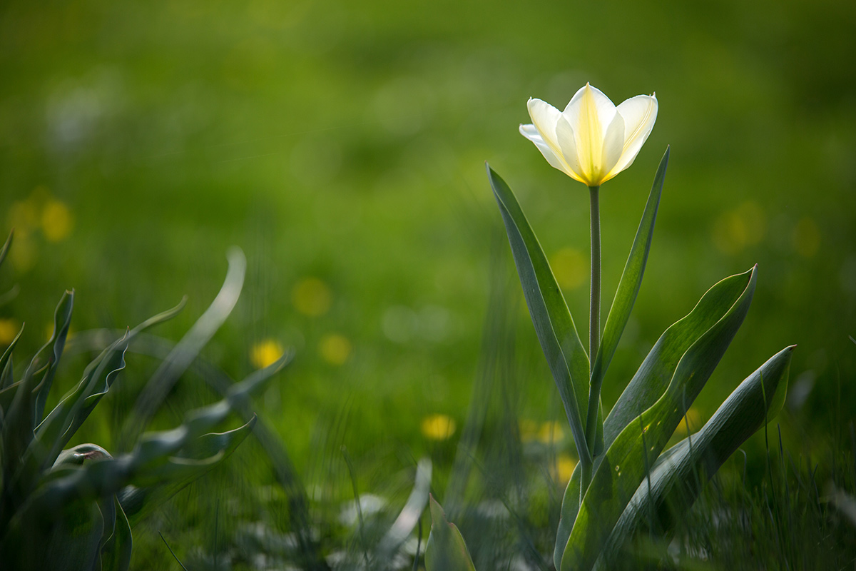 Weiße Tulpe im Gras
