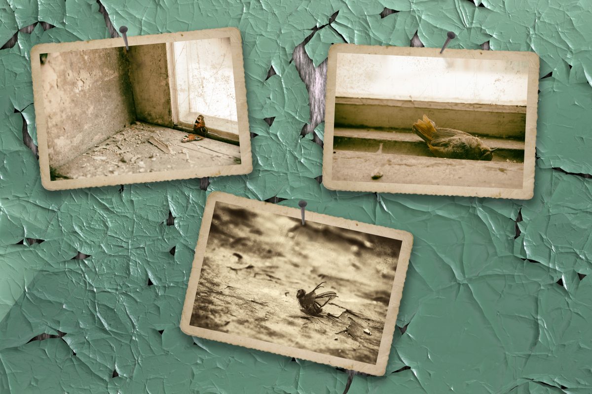 Collage mit Bildern toter Insekten in der verlassenen Fabrik Beohringer