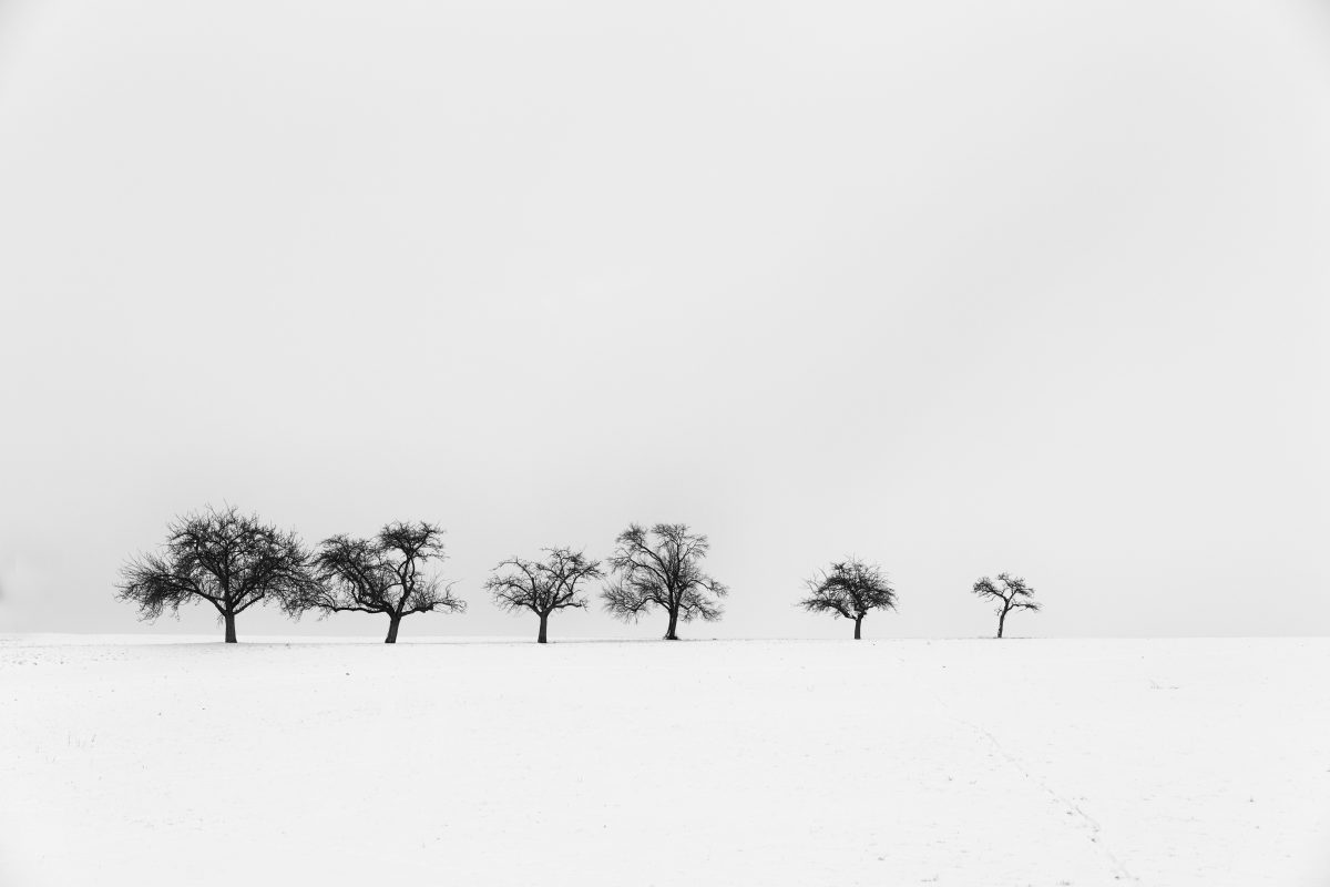 Obstbäume in verschneiter Landschaft